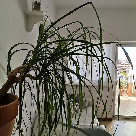 Delina Apartman Banjol